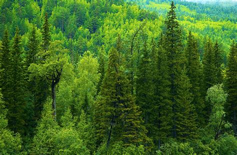 Picture Russia Spruce Nature Forests Trees