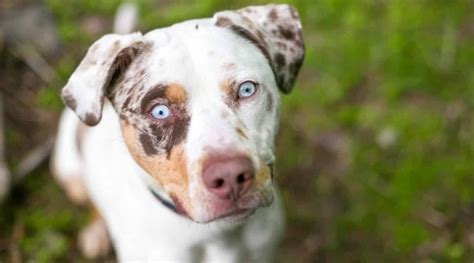 Catahoula Leopard Dog And Pitbull Mix Breed Info Puppy Costs And More