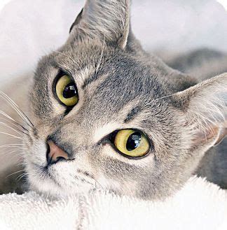 Staff will be in professional development during this time. St Louis, MO - Domestic Shorthair. Meet Cookie, a cat for ...