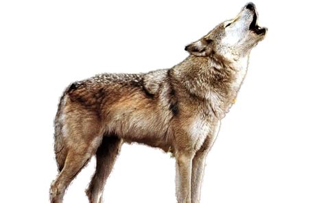 Wolf Howling Transparent Background Hd Png Download Transparent Png