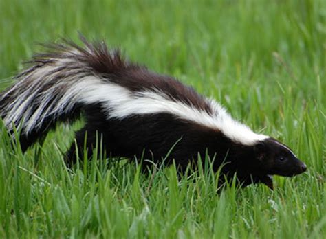 Contact this location in white river junction, vt 05001. Pest Library | JP Pest Services