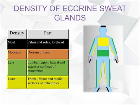 Anatomy And Physiology Of Sweat Glands