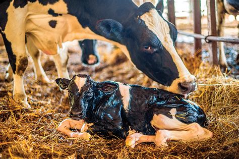 raising calves a guide to getting the best possible start hobby farms