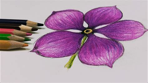 Pink Periwinkle Flower How To Draw Flower How To Draw Pink Periwinkle
