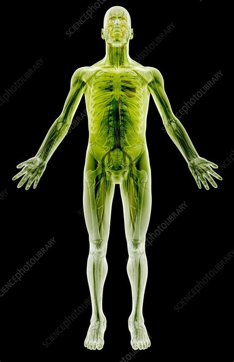 The Nervous And Circulatory System Stock Image C0082498 Science