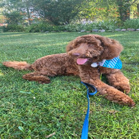 Interested in puppies or dogs for adoption? Adopt a Poodle puppy near Chicago, IL | Get Your Pet