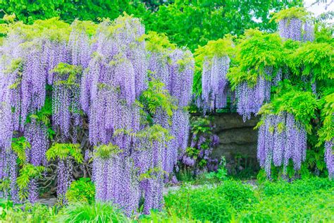Buy Wisteria Sinensis Prolific | 'Prolific' Chinese Wisteria Hedging Plants