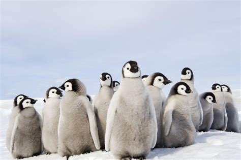Baby Penguins Wallpapers Wallpaper Cave