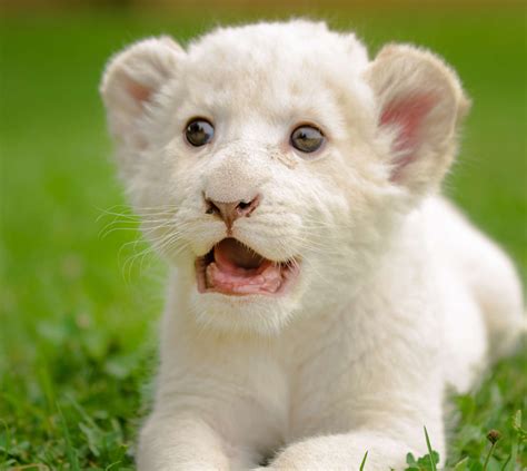 White Lion Animal Cubs