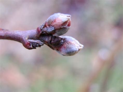 We did not find results for: STORIES FROM THE N.C. MOUNTAINS: BUDS !! ARE THEY OUT TO ...