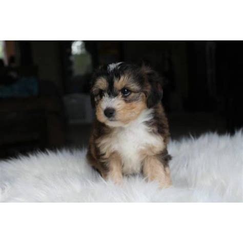 We sale cheap teacup yorkie puppies at affordable price.we offer free shipping within usa and canada. Yorkie Poo male puppy in Pittsburg , California - Puppies ...