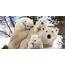 Polar Bear Family Background Wallpapers 18243  Baltana