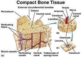 Compact bone diagram osteon compact bone ap pinterest anatomy human anatomy and. Anatomy- Bone- Chapter 6 - StudyBlue