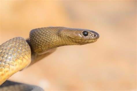 The Inland Taipan Owlcation