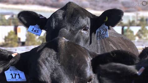 Colorado Cattle Ranchers Face Third Year Of Drought Youtube