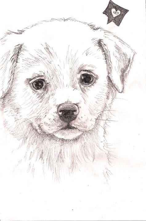Puppy Drawing By Fentown On Deviantart