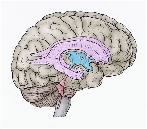 Brain Ventricles Anatomy Function And Conditions