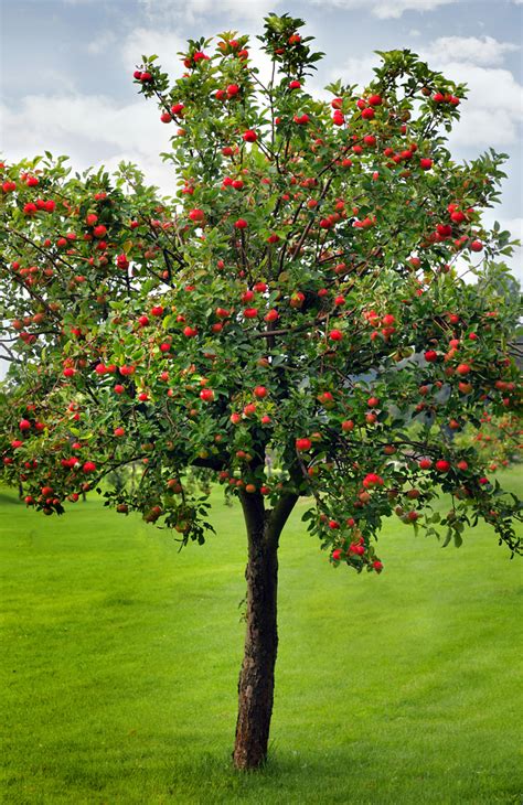 Apple Tree With Fruit