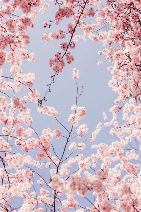 Cherry Blossom Aesthetic Kampion