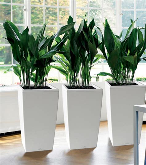 Tall Indoor Planters Foter