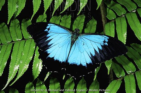 Ulysses Butterfly Stock Photo Minden Pictures