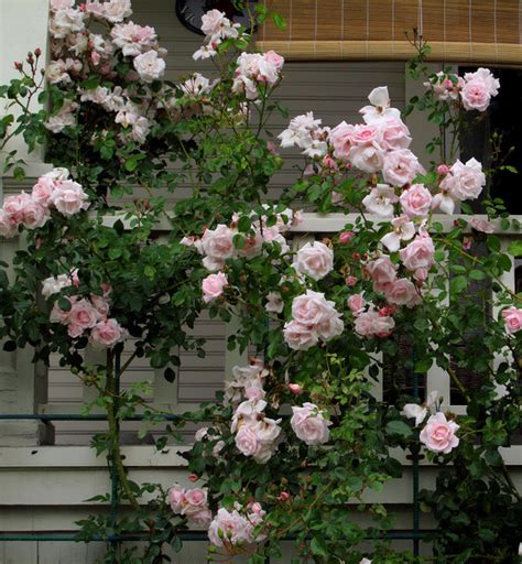 Low prices · disease free plants · large selection · great quality New Dawn (Rose) - Traditional - Landscape