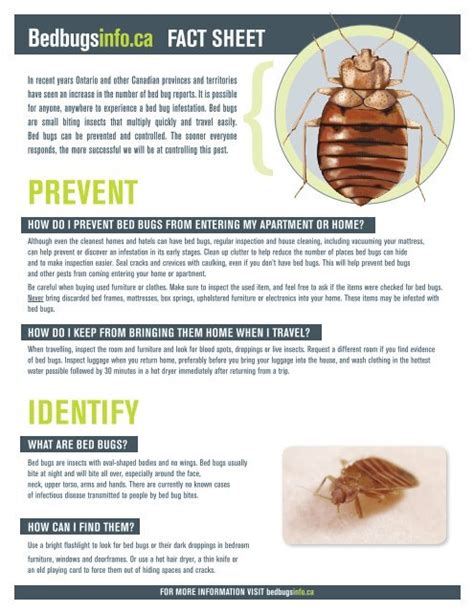 How To Prevent Bed Bugs From Traveling With You Bed Western