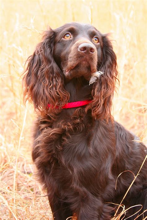 Boykin spaniel | Boykin spaniel puppies, Spaniel puppies, Boykin spaniel