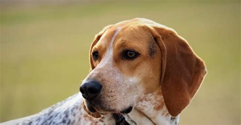 American Coonhound Animal Pictures A Z Animals