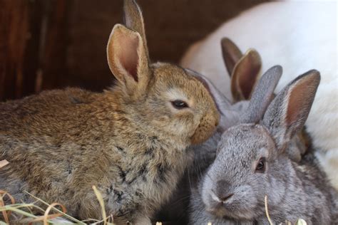 How To Tell A Rabbits Gender Hoppy Buddies