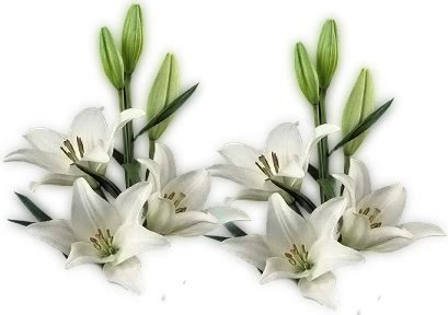 Bio lâlegül tv resmi twitter hesabı. Png Sepette Papayta Çiçek Resimleri,Lale Dekoratif ...