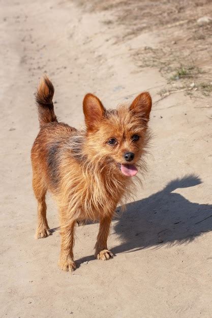 Premium Photo A Small Hairy Yorkshire Terrier Stands With His Tongue