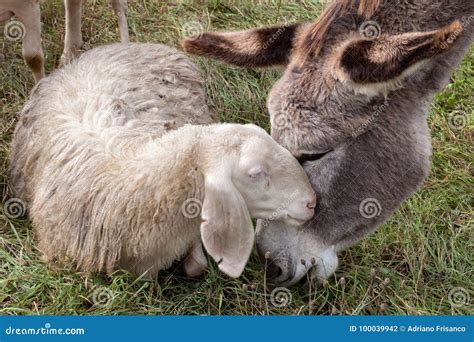 A Donkey And A Sheep Having Cuddle Stock Photo Image Of Animals