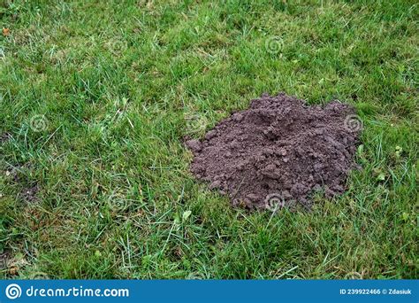 Molehill On Meadow Mole Hole On A Beautiful Lawn Wormhole On A Green