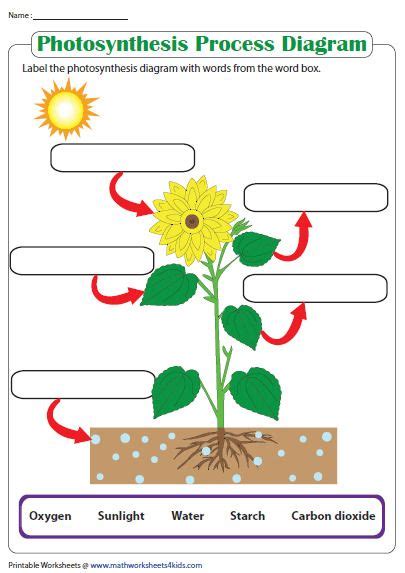 Photosynthesis Making Energy Worksheets