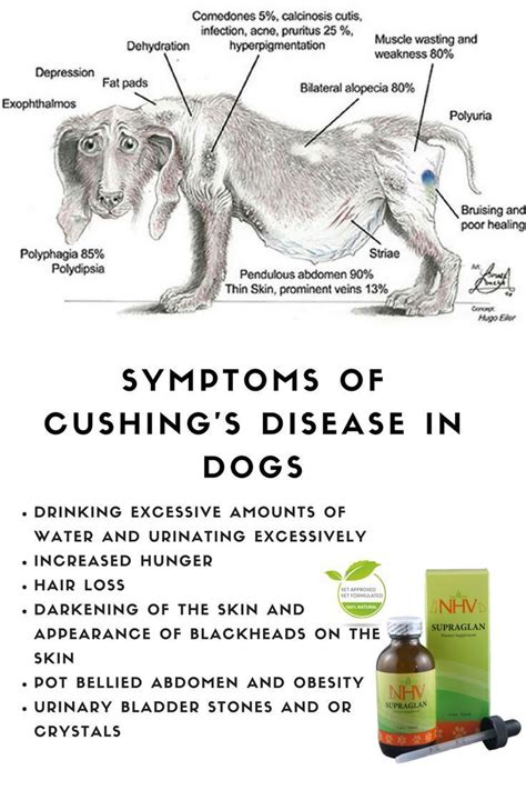 Vet Talk Cushings Disease In Dogs Nhv Pet Health Blog Vet