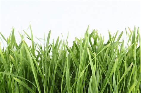Manfaat rumput teki atau rumput liar untuk pengobatan ~ Yang Ku Suka