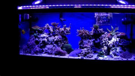 It is clean and safe for marine, reef and hard water. 75 gallon reef tank/Ecoxotic Led's/Par38led - YouTube