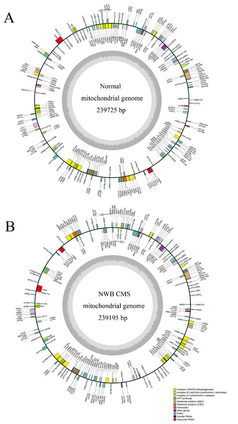 Organization Of The Normal A And Nwb Cms B Mitochondrial Genomes