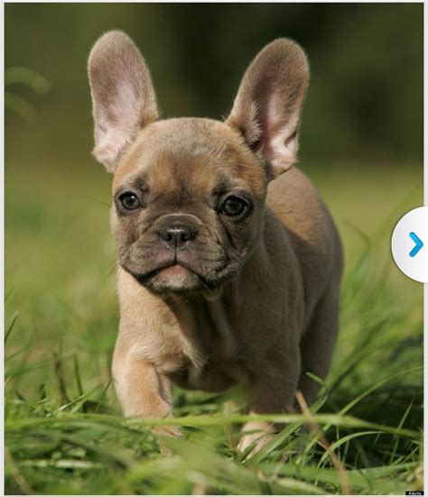 The high price is due to all the expenses needed for breeding a french bulldog. French Bulldog Rescue Near Me | French Bulldog