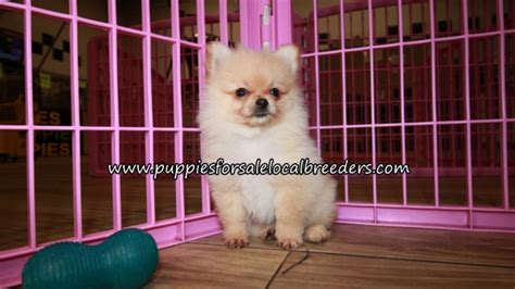 Puppies For Sale Local Breeders Adorable Pomeranian Puppies For Sale
