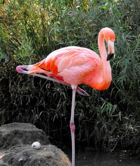 40 Beautiful Pictures Of Pink Flamingo Birds Tail And Fur