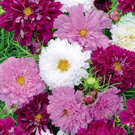 Flower Seeds Cosmos Sensation Mix About 20 Seeds Etsy