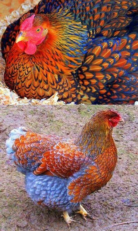 Fancy Chickens Keeping Chickens Chickens And Roosters Raising