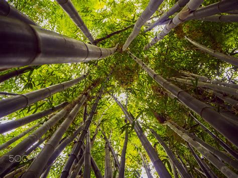 Hintergrundbilder Sonnenlicht Wald Garten Natur Park Fotografie