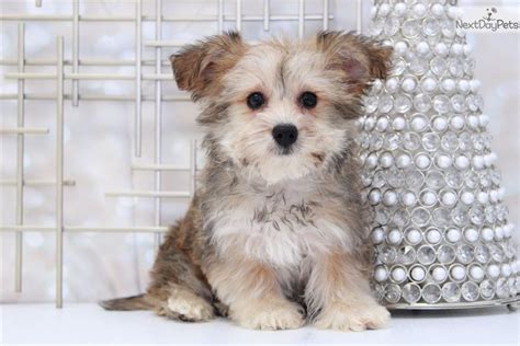 Song Yochon Morkie Yorktese Puppy For Sale Near Atlanta Georgia