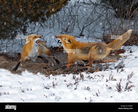 Red Foxes Fighting In Snow Stock Photo Alamy