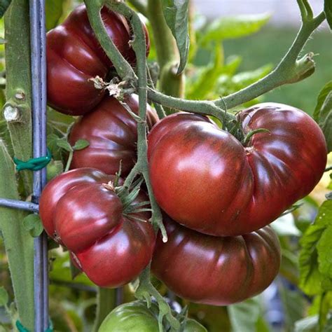 Rotate the location of your tomatoes in the garden to help monitor the plants for signs of aphids, whiteflies, tomato hornworms and fungal infections. TOMATO Black Krim - Heirloom - Australian Seed