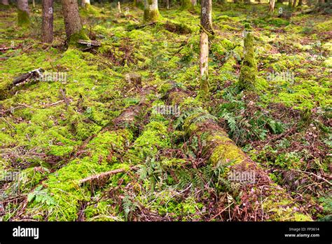 Moss Forest Floor Hi Res Stock Photography And Images Alamy