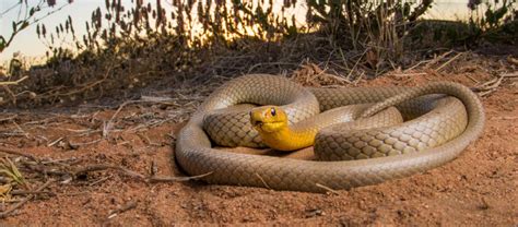 The Venomous Western Brown Snake Critter Science
